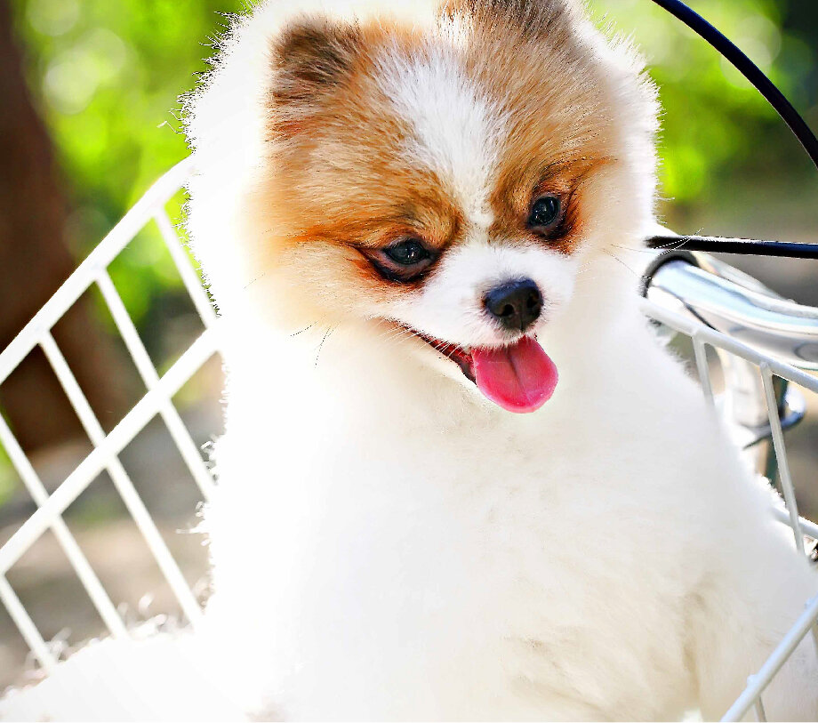 MOD-_AboutSecurityPup